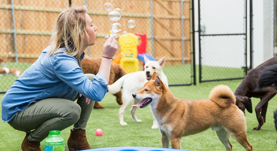 5 leuke binnenspellen om met je hond te spelen