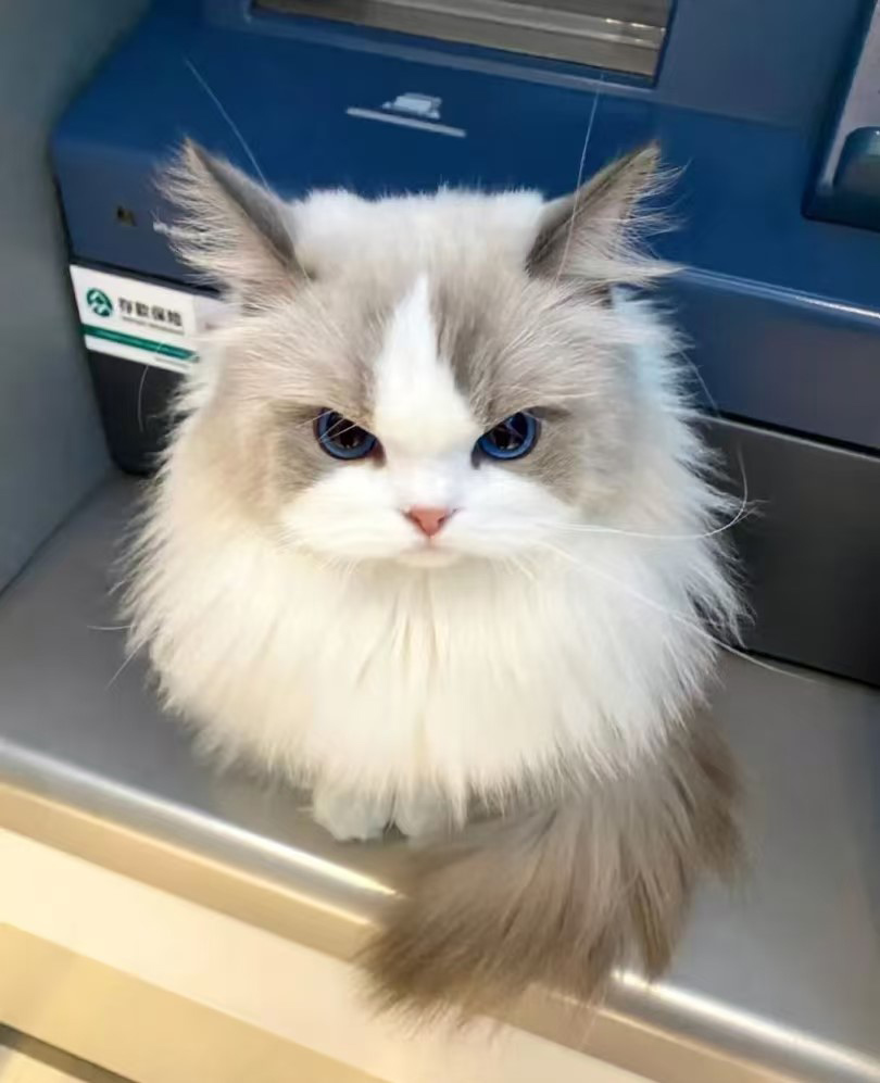 Waarom hebben katten een voorliefde voor hoge plaatsen?