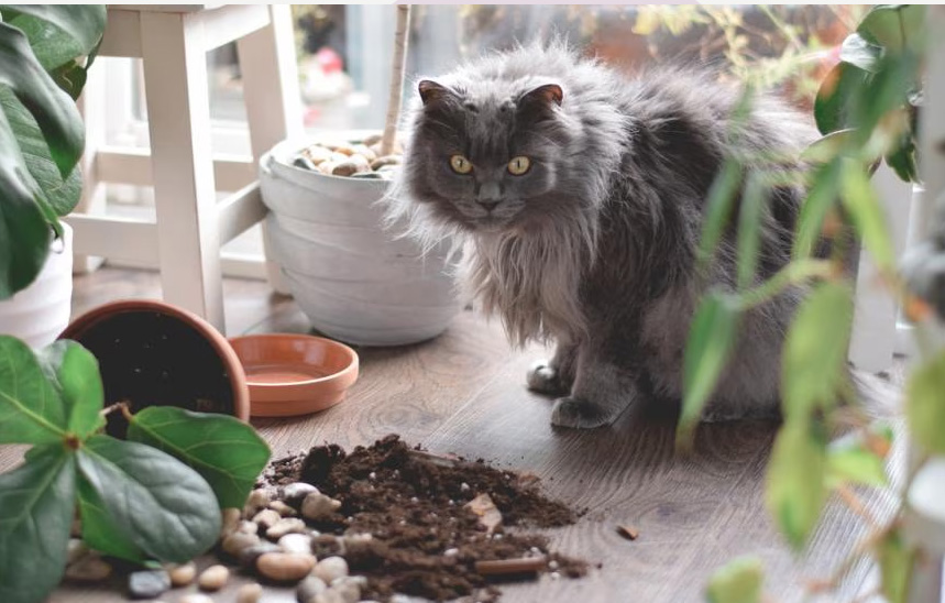 Waarom katten dingen van tafels slaan (en wat ze echt denken)